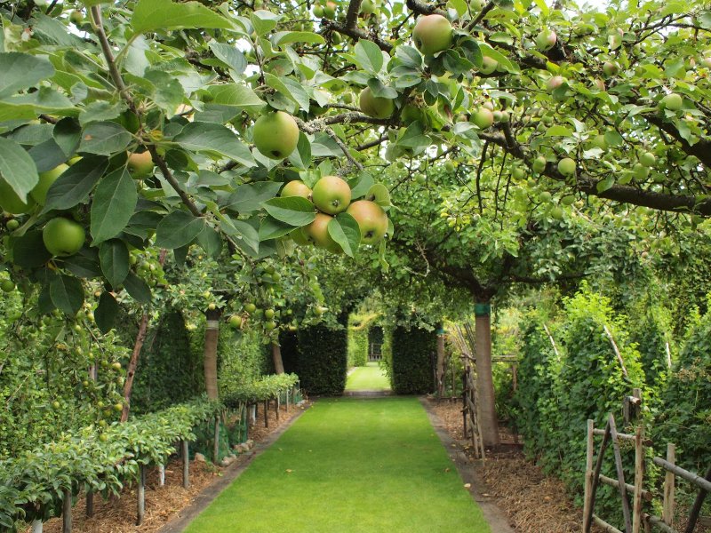 Найкращі фруктові дерева для вирощування у вашому садку