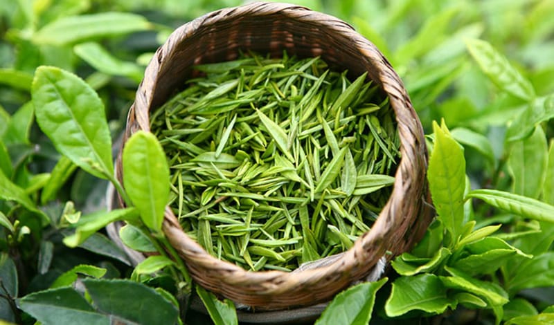 Чи правда, що зелений чай допомагає схуднути?