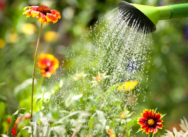 Як поливати свій літній сад
