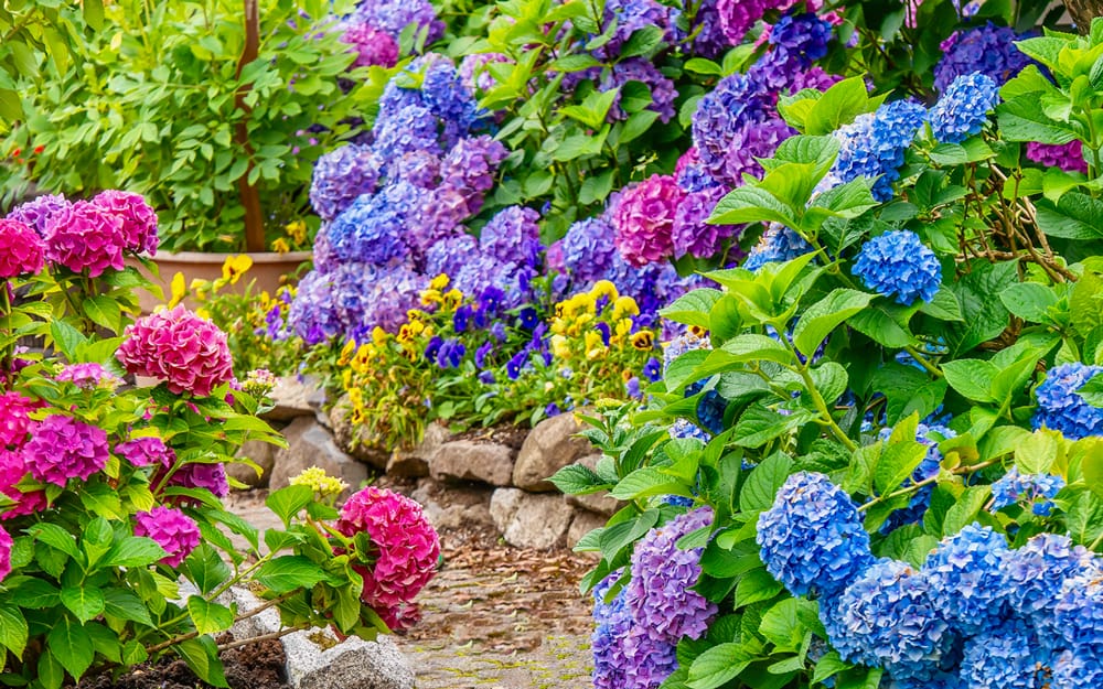 19 найкращих квітів для вирощування на вашому городі