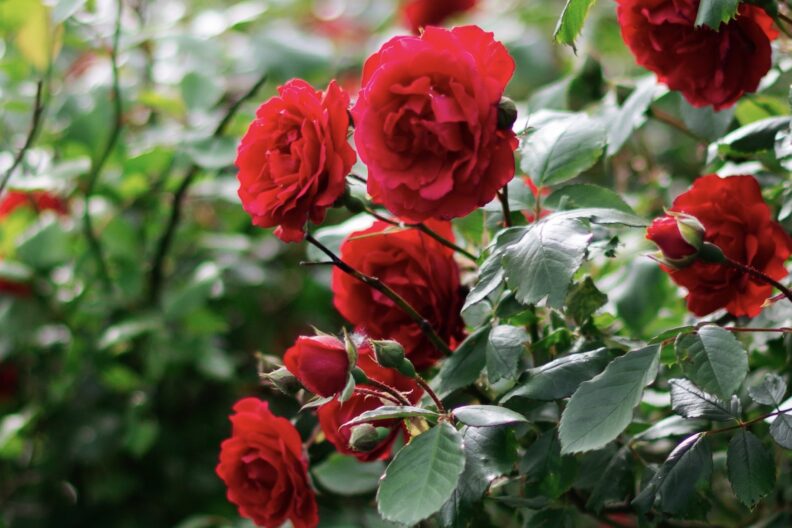 Як лікувати та запобігати чорним плямам на трояндах?