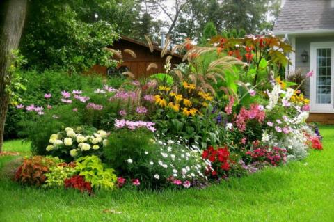 Найкрасивіші багаторічні квіти, які можна посадити у своєму саду